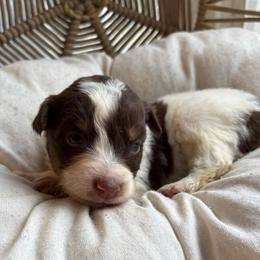 Cash - Red tri-color male Australian Shepherd puppy in Grants Pass, Oregon from Carmel Mountain Aussies