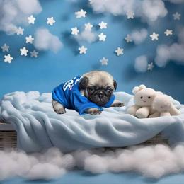 Pug Puppies from Precious Paws