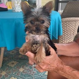 Shih Tzu and Yorkshire Terrier Puppies from Silver Bells Paw Prints