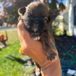 Chance - Tricolor male Shih Tzu puppy in Lanoka Harbor, New Jersey from Lilly’s Seashore Shih Tzus