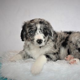 Aussiedoodle Puppies from Wilson Cattle Co.