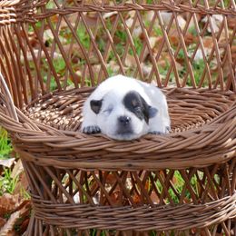 Cupid - Blue mottled female Australian Cattle Dog puppy in Buffalo Valley, Tennessee from Buffalo Valley Breeders