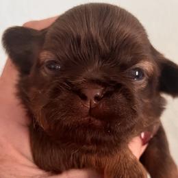 Girl 1 - Liver Shih Tzu puppy in Beatrice, Nebraska from I Shih Tzu Not Puppies