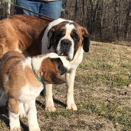Cocker Spaniels and Saint Bernards from Hirt House Saints