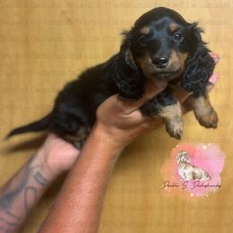 Larry - Black and tan male Dachshund puppy in Timpson, Texas from Double S Kennel