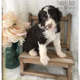 Aussiedoodle and Australian Shepherd Puppies from Dunroamin Farms Australian Shepherds and Aussiedoodles