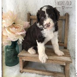 Aussiedoodle and Australian Shepherd Puppies from Dunroamin Farms Australian Shepherds and Aussiedoodles