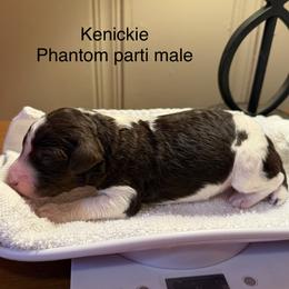 Kenickie - Parti male Poodle puppy in Washington, Pennsylvania from Patriotic Poodles