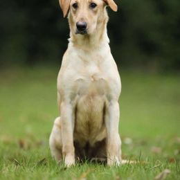 Willy - Labrador Retriever