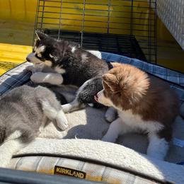Alaskan Malamute and Siberian Husky Puppies from Chocolate Hollow Farms