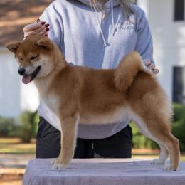 Shiba Inu Puppies from Evenfalls Shiba Inu
