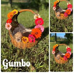 Gumbo - Golden male Golden Retriever puppy in Magnolia, Mississippi from Magnolia Farm