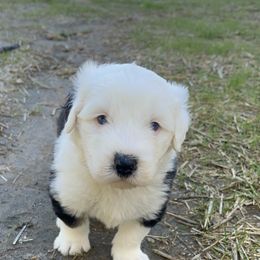 Old English Sheepdog Puppies from Walnut Ridge Farms OES