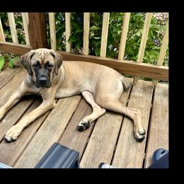 Cane Corso All Grown Up from Mass Cane Corso