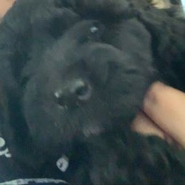 Sheepadoodle Puppies from Riley Grace Puppies