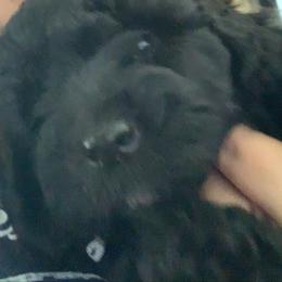 Sheepadoodle Puppies from Riley Grace Puppies