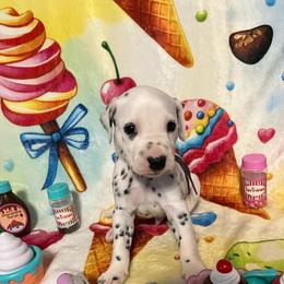 Cotton Candy- Purple- LUA - White and black male Dalmatian puppy in Claremore, Oklahoma from Lotsofdots Dalmatians