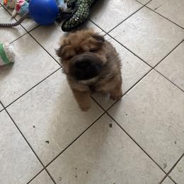 Chinese Shar-Pei Puppies from Camp Wrinkles Chinese Shar-Pei