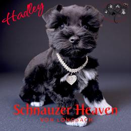 Hadley AKC - Black female Miniature Schnauzer puppy in Pelzer, South Carolina from Schnauzer Heaven Von Longbach