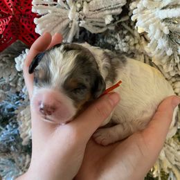 Orange collar - Merle male Bernedoodle puppy in Millsap, Texas from Gaston’s Posh Poodles and Doodles