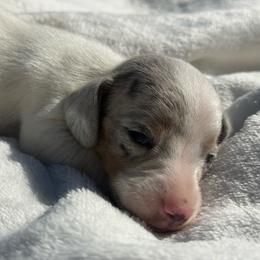 AKC Blue and tan dapple piebald smooth coat - Piebald female Dachshund puppy in Anderson, California from Golden Paws Dachshunds
