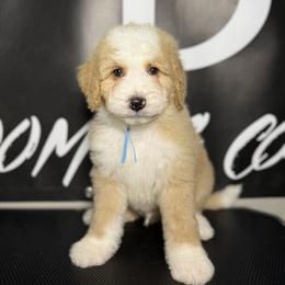 SIG - Red male Bernedoodle puppy in Corpus Christi, Texas from The Henke Doodles