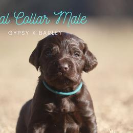 Boy 1 - Liver male Boykin Spaniel puppy in Capron, Virginia from Triple Creek Kennel