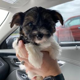 Morkie Puppies from McConnell’s Morkies