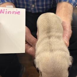 Winnie - Fawn female Pug puppy in Lexington, Alabama from Cook Grandy