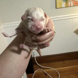 Boy 2 - White male Coton de Tulear puppy in Vancouver, Washington from Uptown Cotons