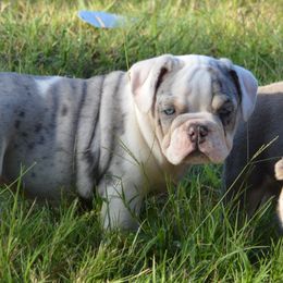 Bulldog Puppies from K10 Farms