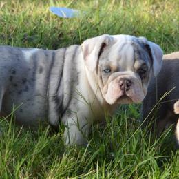 Bulldog Puppies from K10 Farms