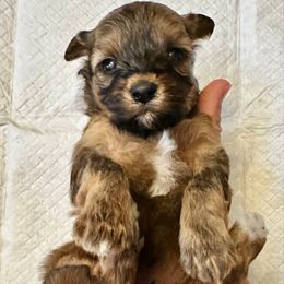 Female 1 - Fawn sable female Havapoo puppy in Brooksville, Florida from Kruger Doodles