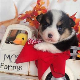 Red bandana boy - Black and tan male Pembroke Welsh Corgi puppy in Cherokee, Oklahoma from MCS Farms-OK