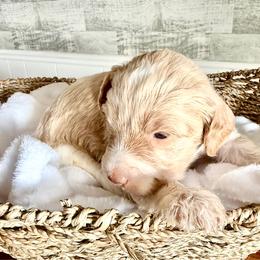 Red parti girl - Parti female Double Doodle puppy in Yoakum, Texas from The Scott’s Dood Ranch