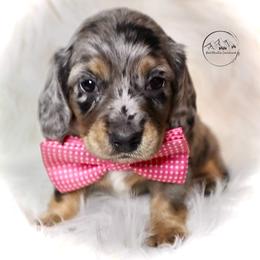 Dachshund Puppies from Bald Mountain Dachshunds
