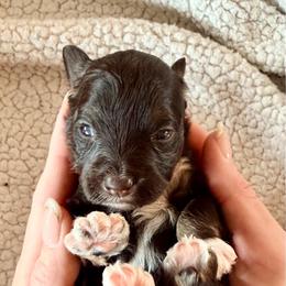 Rey - Liver female Miniature Schnauzer puppy in Warrenton, Oregon from Larsen’s Adorable Pups