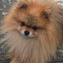 Dante - Pomeranian