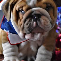 Bulldog Puppies from Dampier Bulldogs Mo