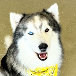 Takanni - Siberian Husky