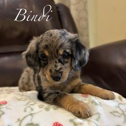 BINDI - female Australian Mountain Doodle puppy in Bristow, Oklahoma from 10-Acre Woods Cockapoos
