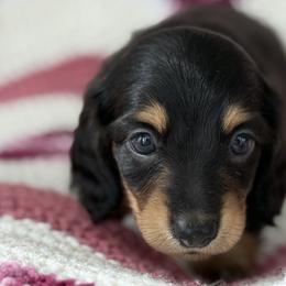 Dachshunds from S&H Teenie Weenie Dachshunds