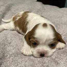 Cavalier King Charles Spaniel Puppies from Sophie’s AKC Cavaliers