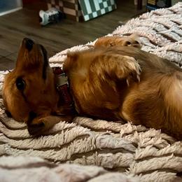 Penny - Dachshund