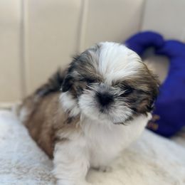 Girl 1 - Red and white female Shih Tzu puppy in Paso Robles, California from Northstar Shih Tzu