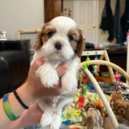 Woody - Blenheim male Cavalier King Charles Spaniel puppy in Eatontown, New Jersey from NJ Cavalier King Charles Breeder