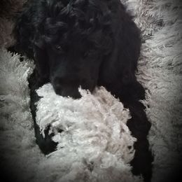 Poodle Puppies from A &A Pinedale Woods Standard Poodles