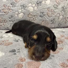 Ranger - Black and tan male Dachshund puppy in Luling, Texas from Kristina's Dachshunds