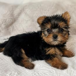 Pretty Girl - Blue and gold female Yorkshire Terrier puppy in Stanton, California from Essence of Grace Yorkies
