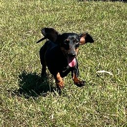 Stormy - Dachshund